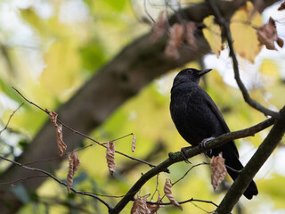 Eurasian black bird