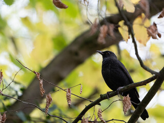 Eurasian black bird