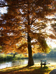 jesień drzewo w parku z ławka 