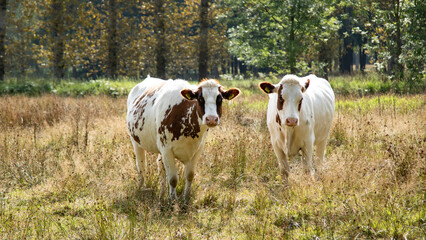 krowy na polanie w lesie  - obrazy, fototapety, plakaty