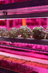 Full spectrum LED grow lights for Nasturtium. Young salad grow in vertical farm under ultraviolet UV plant lights for cultivation indoors. Hydroponics and modern methods of growing microgreens