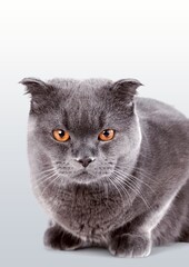 Young cute domestic cat posing