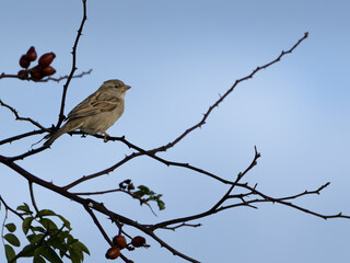 House Sparrow