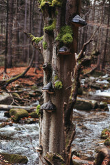 mashrooms on a tree in forest