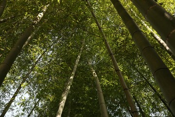 Beautiful forest of green bamboo, bottom view