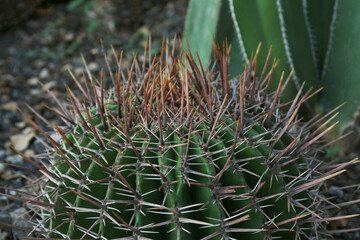 Naklejka na ściany i meble Closeup view of beautiful cactus growing outdoors