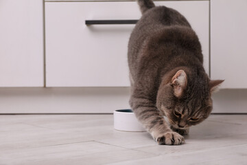 Cute Scottish straight cat playing near feeding bowl at home. Space for text