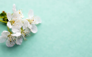 cherry apple tree blossom white flowers isolated on green background spring is coming easter holiday march 8th women mother international day.mockup template free space for text copy paste advertising