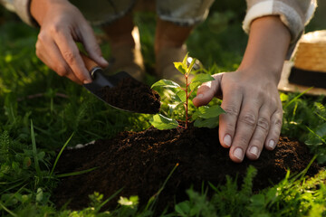 Woman planting young tree in garden with trowel, closeup