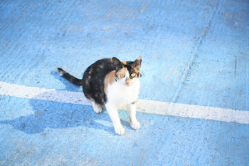 Stray cat stone surface outdoors. Homeless animal