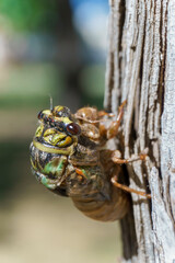 Insect shell of the species commonly known as cicadas, cicadas or coyuyos emerging from its shell