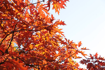 Beautiful trees with autumn leaves against sky on sunny day, low angle view