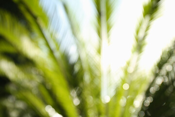 Blurred view of palm leaves on sunny day outdoors. Bokeh effect