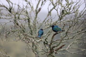 Cape Glossy Starling in South Africa