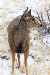 Winter Doe Mule Deer