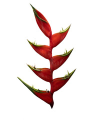Red flower of Heliconia bihai, red palulu or garden banana tree, a tropical flower cut out.