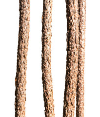 Tree Trunk Isolated On White Background