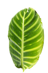 Calathea zebrina leaf or Zebra plant exotic tropical leaf isolated on transparent background