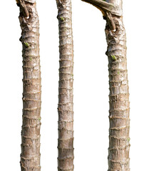 Trunk of palm tree isolated on white background