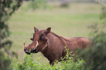 Warthog in the wild, South Africa