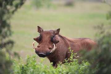 Warthog in the wild, South Africa