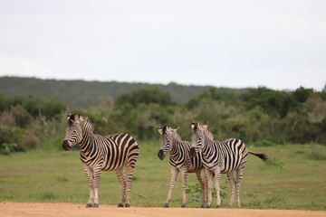 Fototapeta na wymiar three zebras in South Africa
