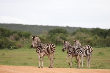Fototapeta na wymiar three zebras in South Africa