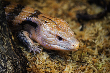 bearded dragon lizard