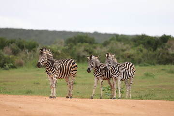 three zebras in South Africa