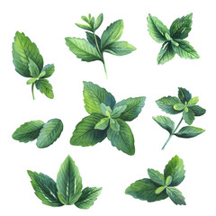 Set of realistic mint and peppermint leaves. Isolated on background. Hand drawn watercolor botanical illustration.