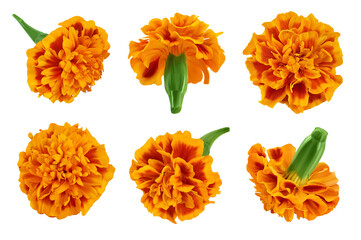 fresh marigold or tagetes erecta flower isolated on white background with full depth of field. Top...