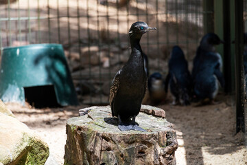 Little Black Cormorant (Phalacrocorax sulcirostris)