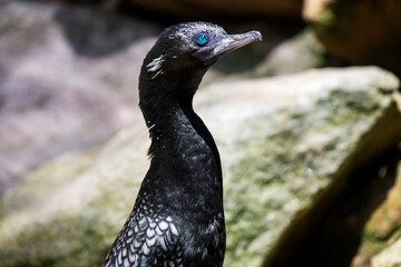 Little Black Cormorant (Phalacrocorax sulcirostris)