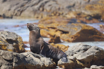 Fototapeta premium Seal on the rock, South Africa