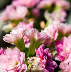 Pink Kalanchoe flowers