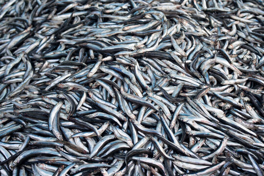 Fresh sea fish anchovy (Engraulis encrasicolus) on the counter of the fish market. Background of small fish