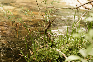 Beautiful greenery by river