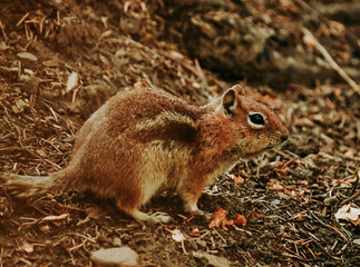 Chipmunk on ground