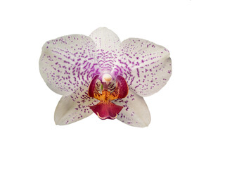 Phalaenopsis orchid, moth orchid, butterfly, anggrek bulan or moon orchid. Selective focus. Isolated on white background and cut out.