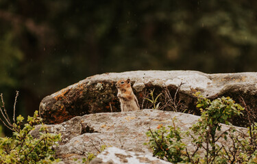 Chipmunk standing on rock