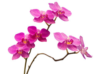 Fototapeta na wymiar Phalaenopsis orchid, moth orchid, butterfly, anggrek bulan or moon orchid. Selective focus. Isolated on white background and cut out.