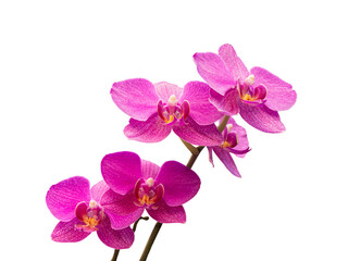 Naklejka na ściany i meble Phalaenopsis orchid, moth orchid, butterfly, anggrek bulan or moon orchid. Selective focus. Isolated on white background and cut out.