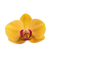 Obraz na płótnie Canvas Phalaenopsis orchid, moth orchid, butterfly, anggrek bulan or moon orchid. Selective focus. Isolated on white background and cut out.