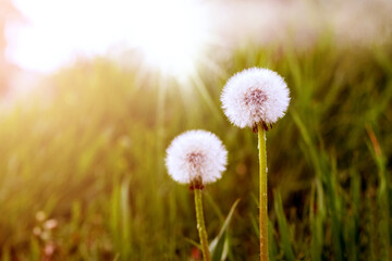 Fototapeta na wymiar White dandelion flowers in the field in the sunbeam