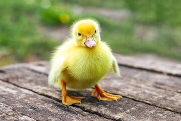 Little yellow fluffy duckling on a wooden surface in the garden