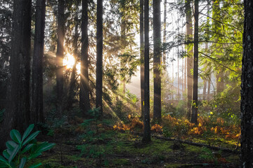 Spring forest landscape, seasonal nature view, green trees sun rays morning. Light shining down in nature