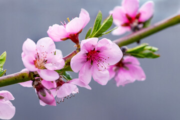 Peach branches with pink flowers on the background of the sky