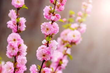 Sakura branches with lush pink flowers on a dark background in sunny weather