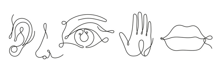 Five human senses in continuous line style. Ear line art icon. Nose and smelling. Mouth, lips outline.