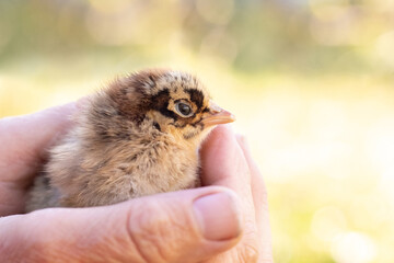 A woman holds a small fluffy chicken in her hands - Powered by Adobe